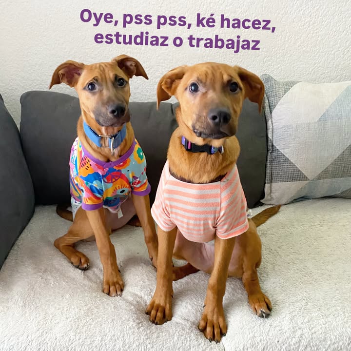 Busqueda de Hogar de Paso para Perritos en Bogota 