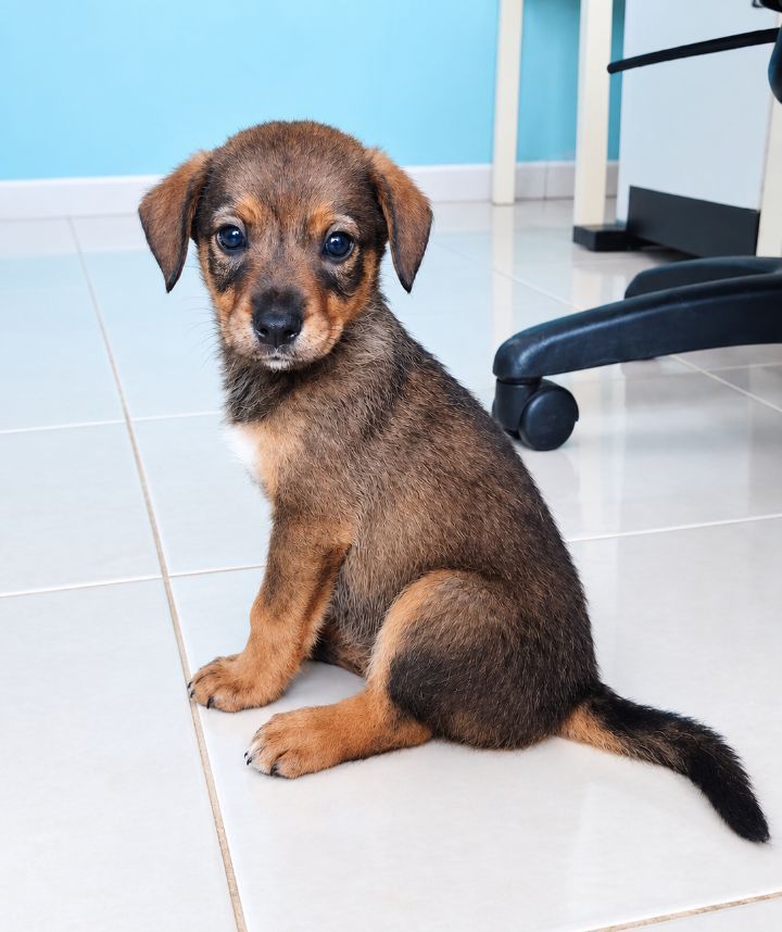 Perro cachorro mestizo perdido en Neira, Caldas 