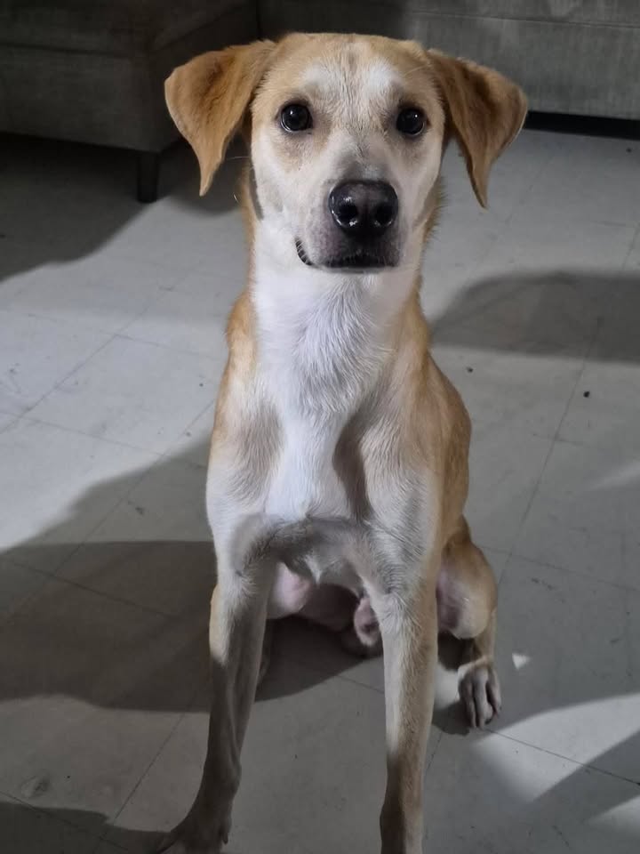 Milo busca hogar en Pereira, Risaralda 