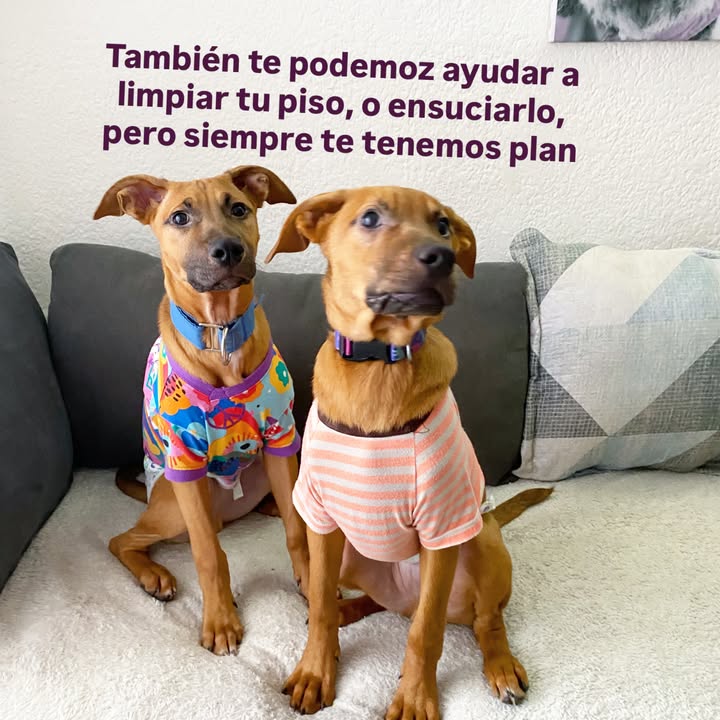 Busqueda de Hogar de Paso para Perritos en Bogota 