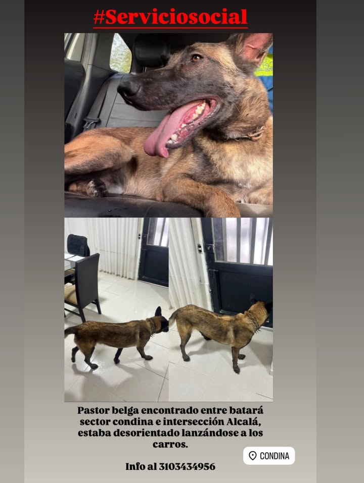 Pastor Belga encontrado en Pereira 