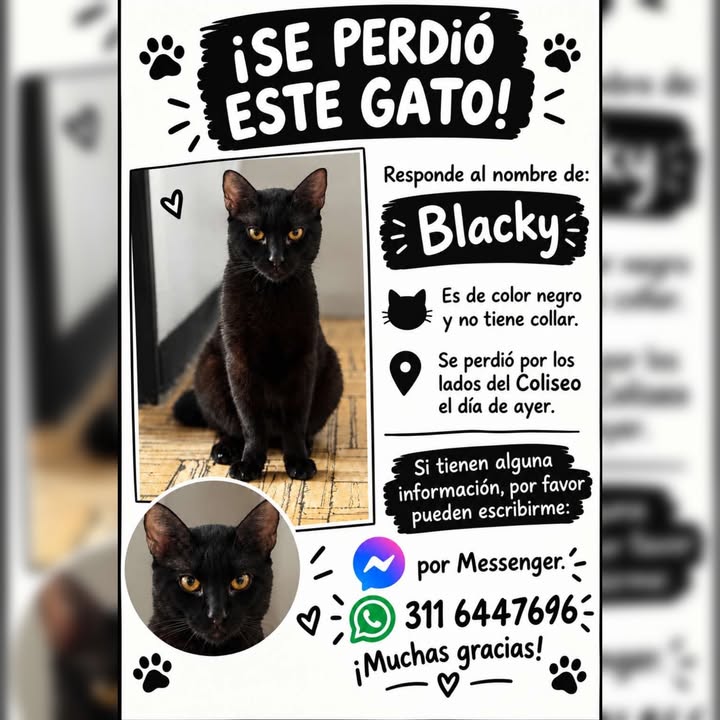 Gato negro perdido en La Virginia 