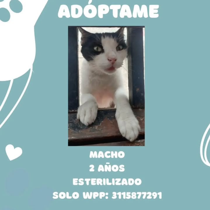 Gato en Adopcion en Pereira 