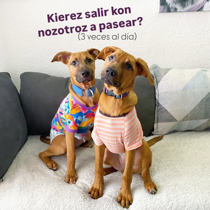 Busqueda de Hogar de Paso para Perritos en Bogota 