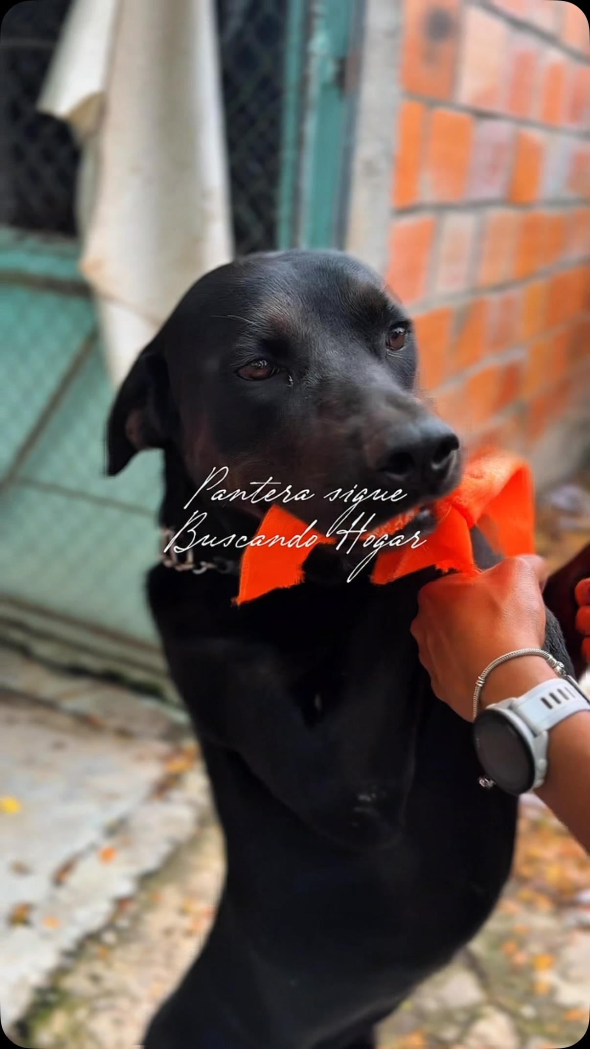 Pantera perro negro en adopción en Cartago 