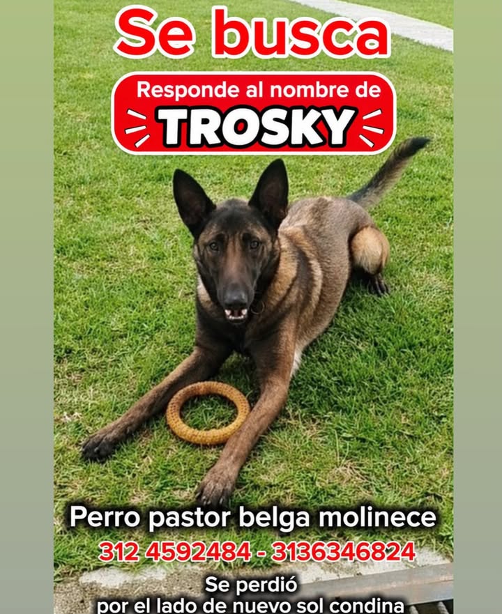Se busca Trosky, perro pastor belga molinense perdido en Pereira 