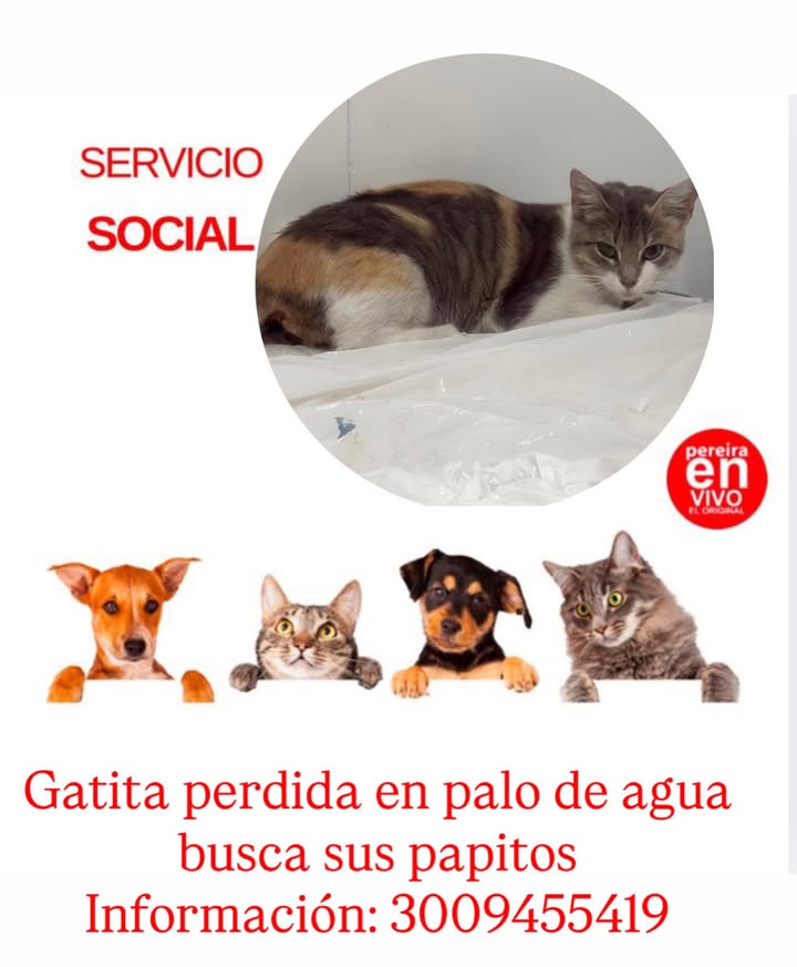 Gatita perdida en Palo de Agua 