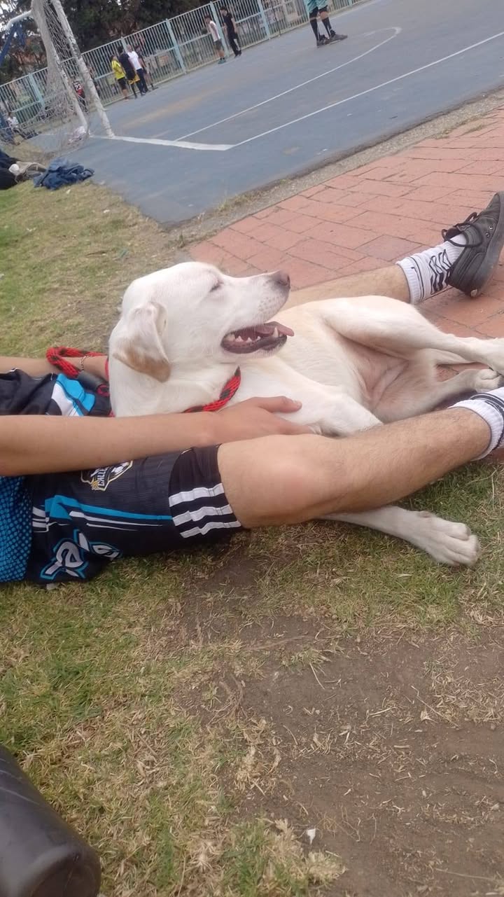 Adopción Urgente de Cachorro Labrador en Bogotá 