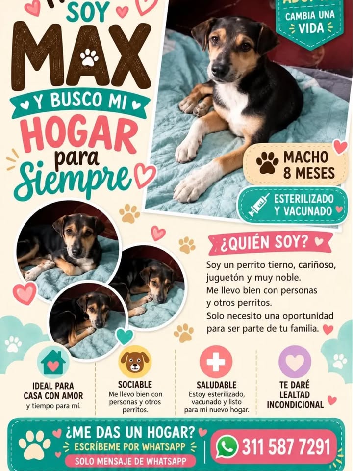 Perro Macho de 8 meses buscando hogar en Pereira 