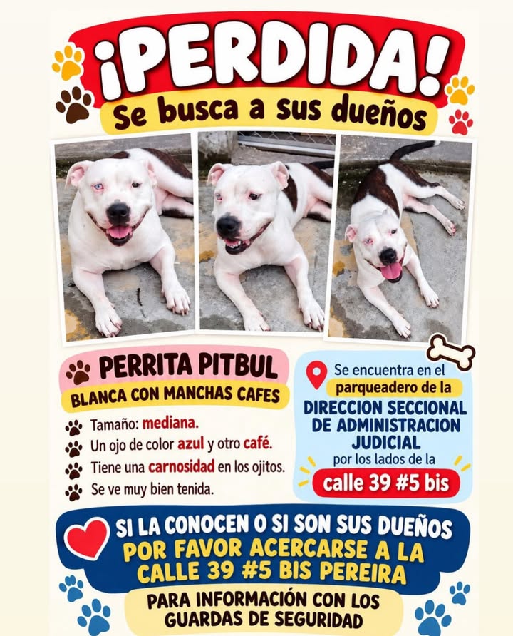 Perra Pitbull Blanca con Manchas Cafes Buscando Dueños 