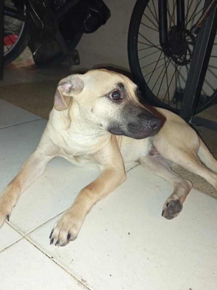 Perro Mestizo de 6 meses en adopción en Pereira, Risaralda 