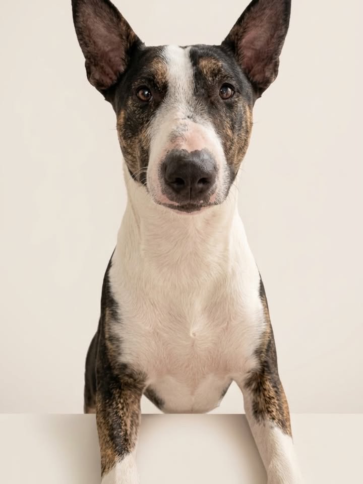 Perro para adopción en Cartago, Valle, Colombia 