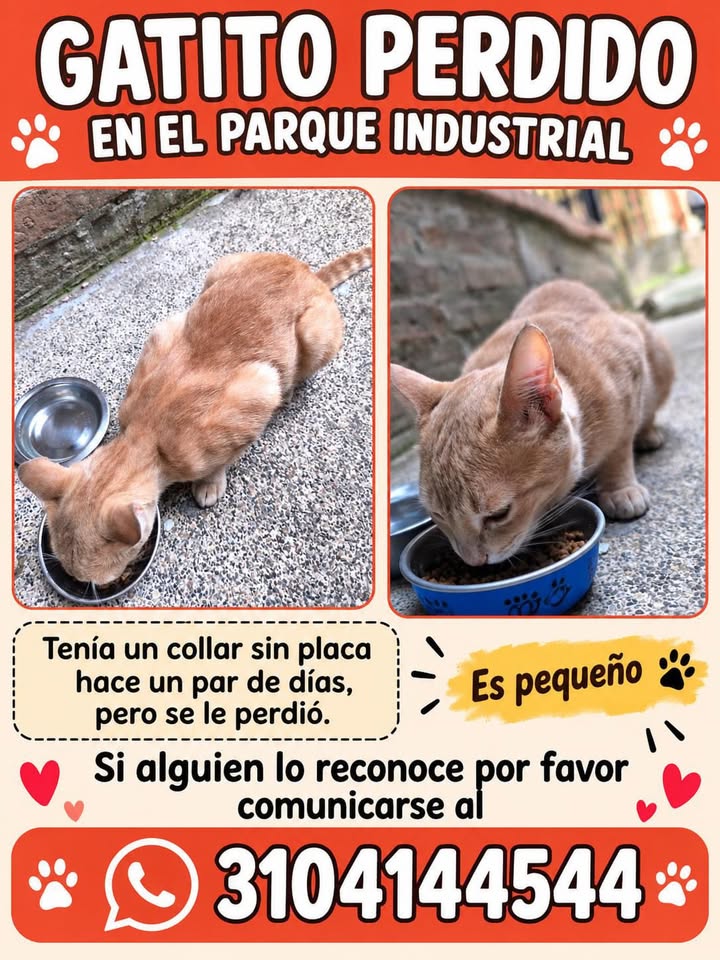 Gatito perdido en el Parque Industrial 