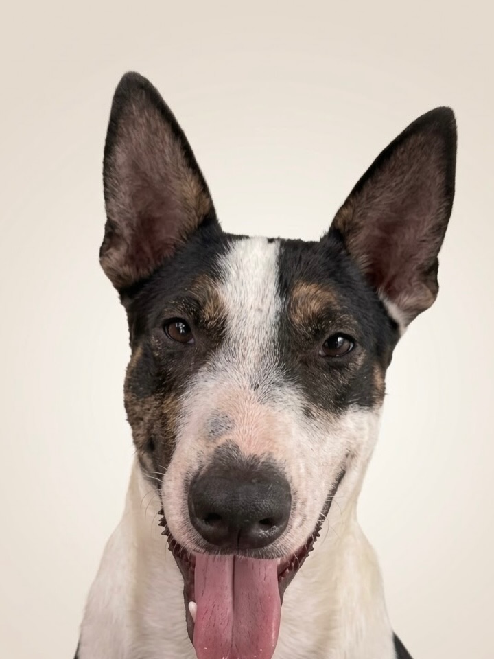 Perro para adopción en Cartago, Valle, Colombia 