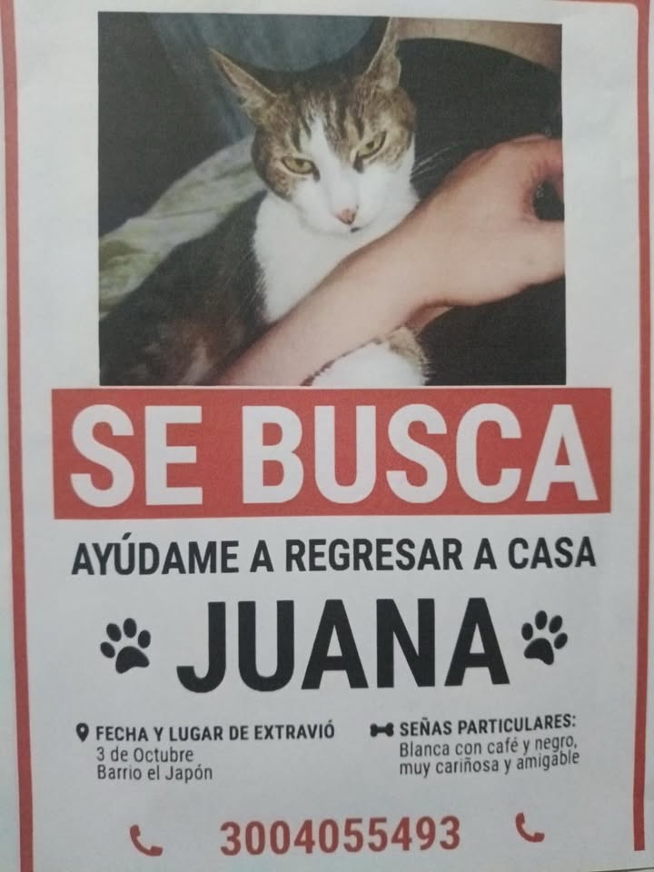Se busca a Juana, gata blanca con cafe y negro, muy cariñosa y ágil 