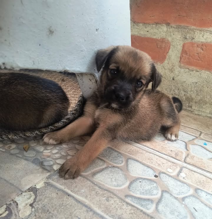 Cachorras en Adopción Responsable en Pereira 