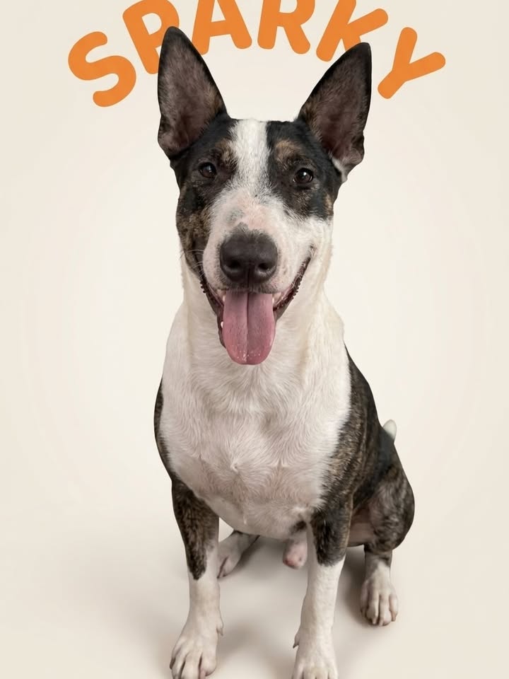 Perro para adopción en Cartago, Valle, Colombia 