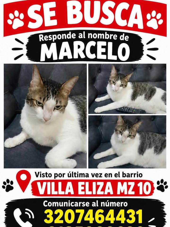 Gato llamado Marcelo perdido en Pereira 