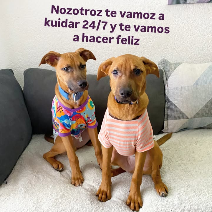 Busqueda de Hogar de Paso para Perritos en Bogota 