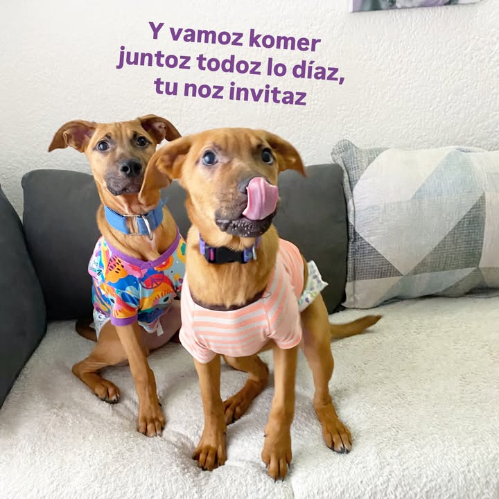 Busqueda de Hogar de Paso para Perritos en Bogota 