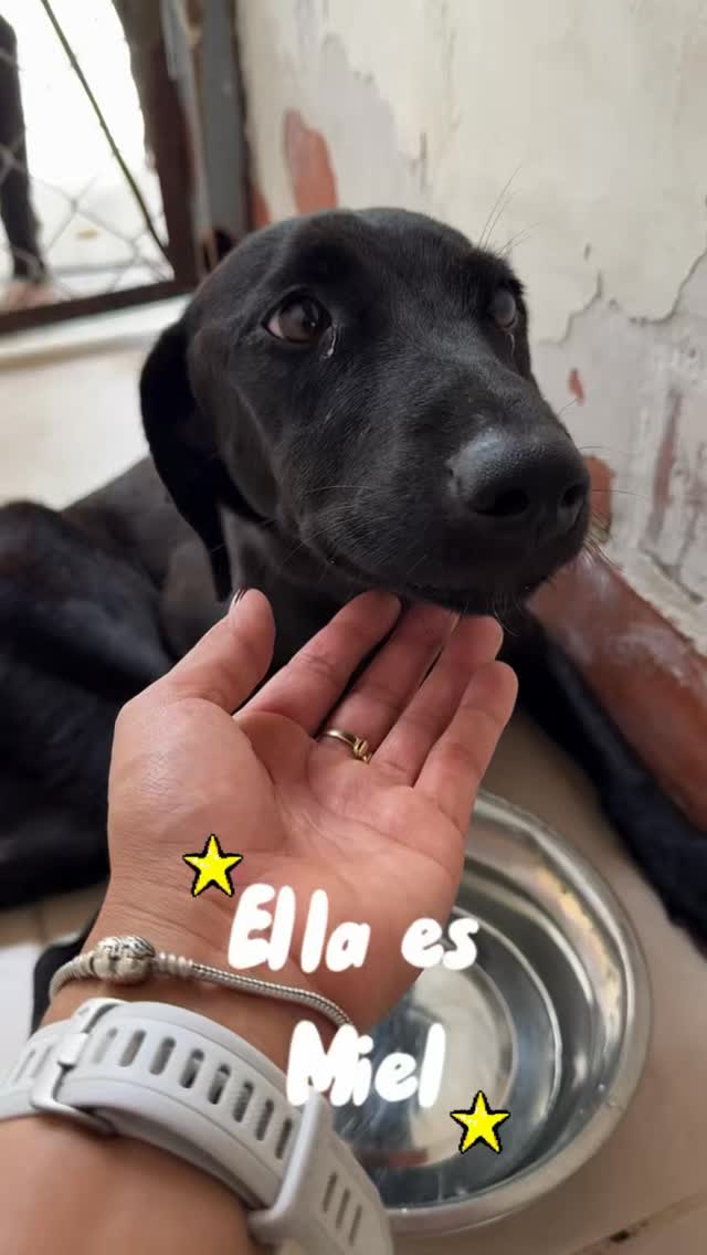 Perro negro perdido en Cartago, Valle 