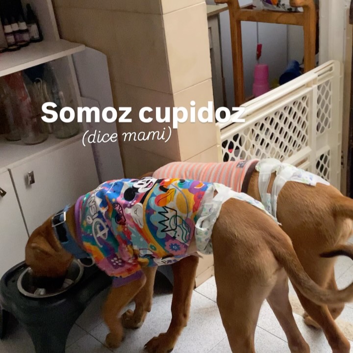 Busqueda de Hogar de Paso para Perritos en Bogota 