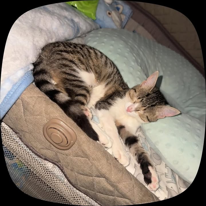 Adopción Gatita 4 meses en Pereira 