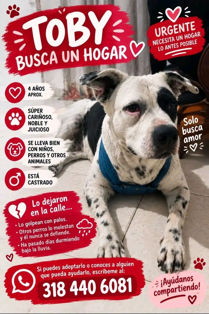 Toby busca un hogar en Tuluá 