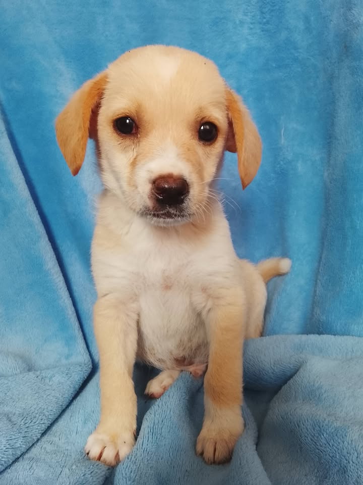 Hermoso cachorro busca hogar responsable en Neira, Caldas 