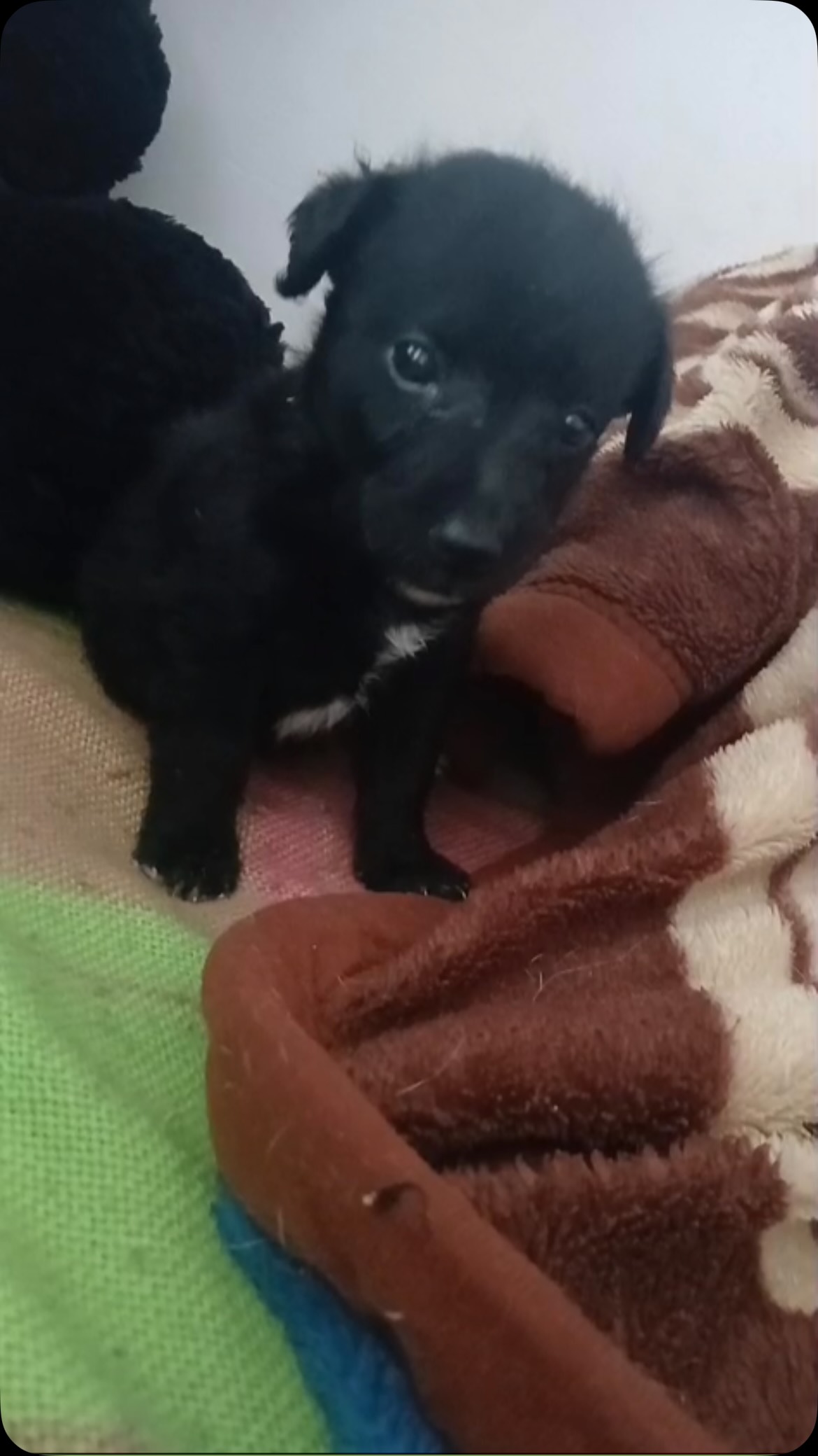 Perro de 2 meses en adopción en Pereira, Risaralda 