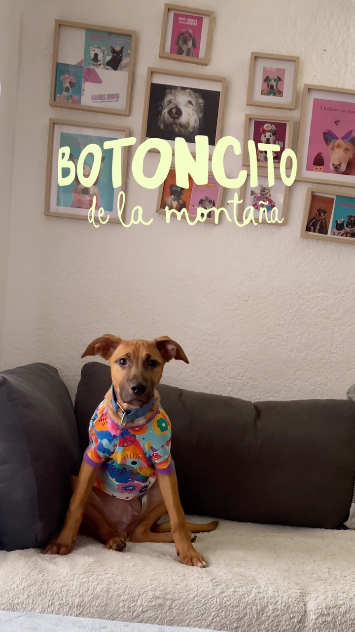 Adorable perro mestizo busca hogar permanente en Bogotá 