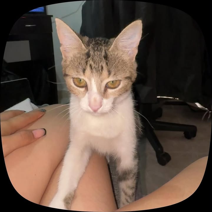 Adopción Gatita 4 meses en Pereira 