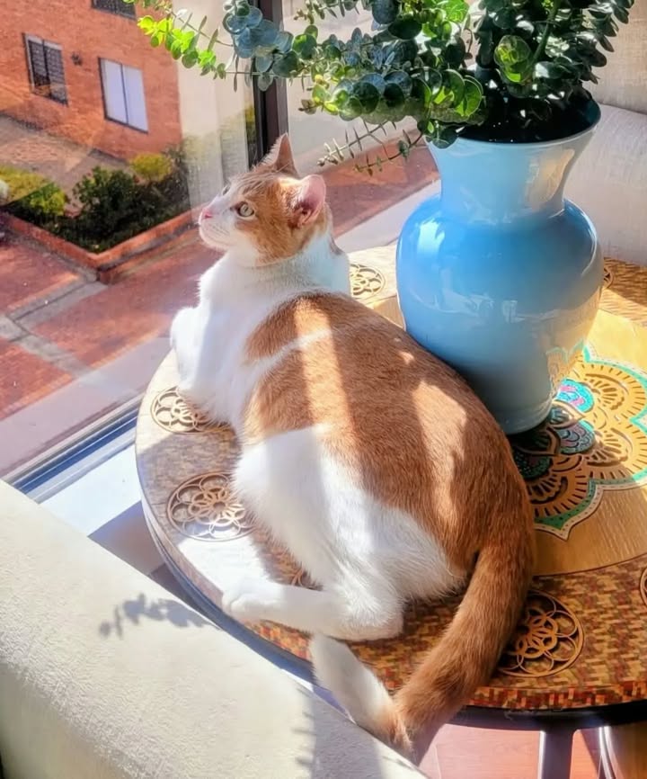 Eddie celebra su primer año de adopción 