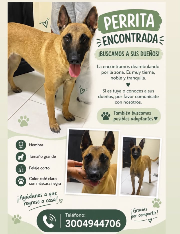 Perrita encontrada en Pereira, Risaralda 