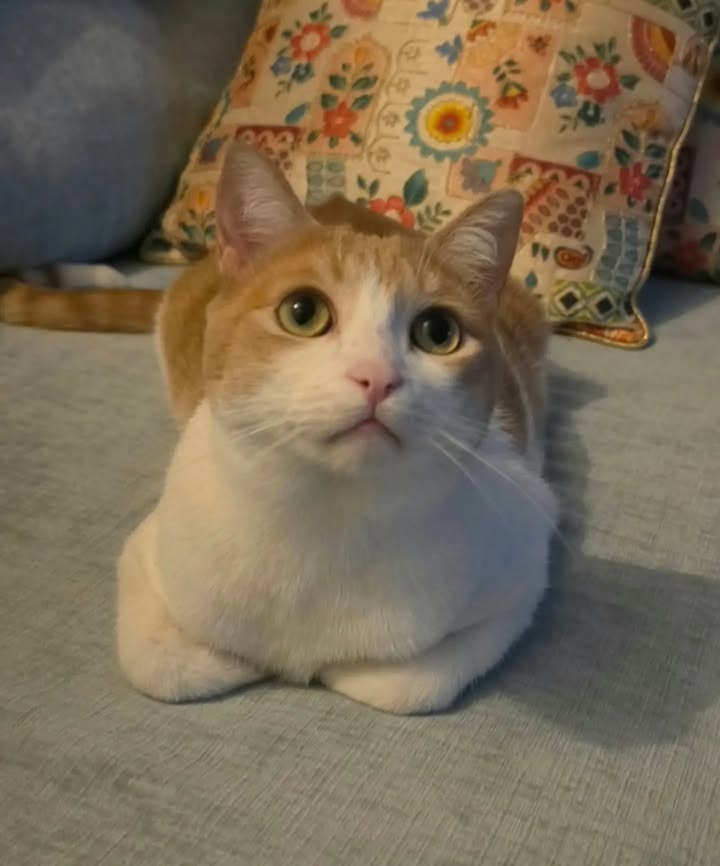 Eddie celebra su primer año de adopción 