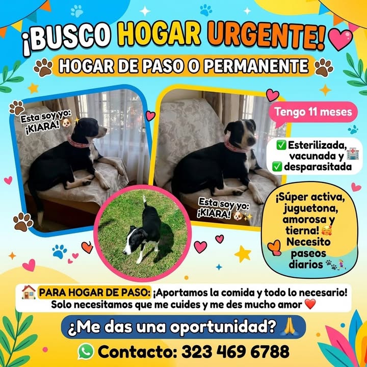 Manchitas, perro en adopción en Manizales 