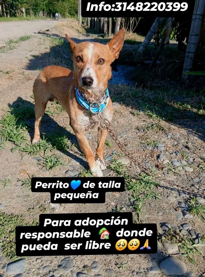 Perro para adopción responsable en Tuluá 