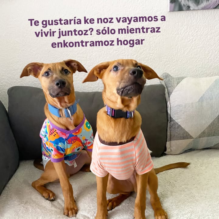 Busqueda de Hogar de Paso para Perritos en Bogota 