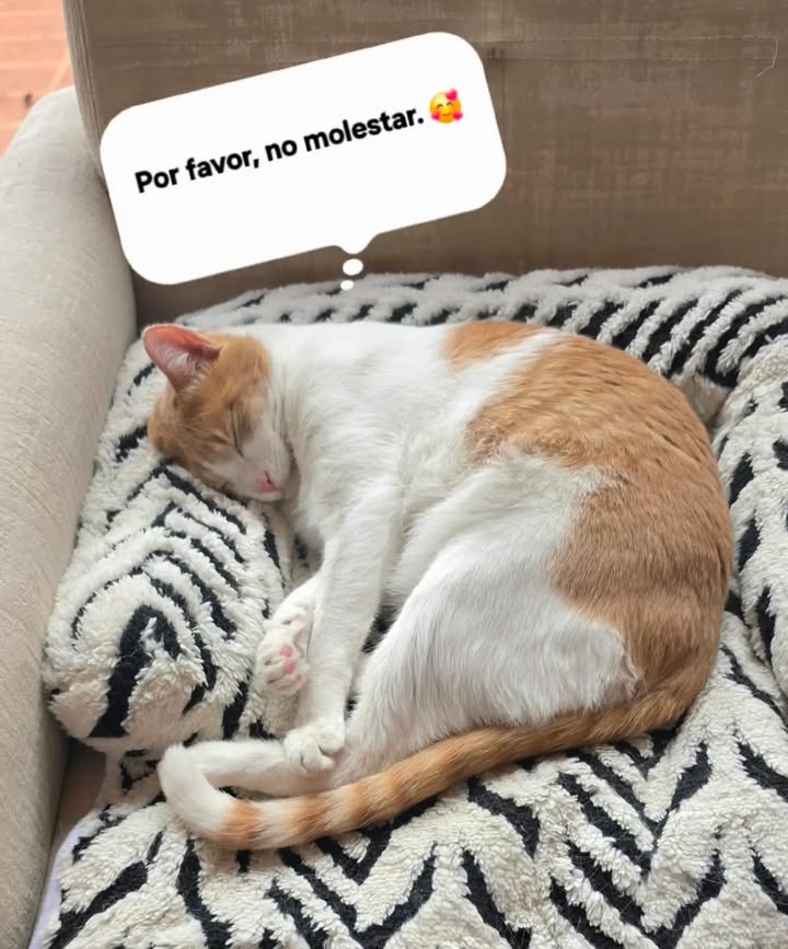 Eddie celebra su primer año de adopción 