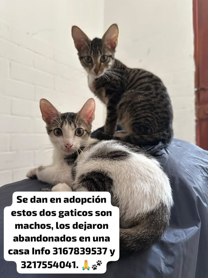 Adopción Gatitos Machos Abandonados en Tuluá 