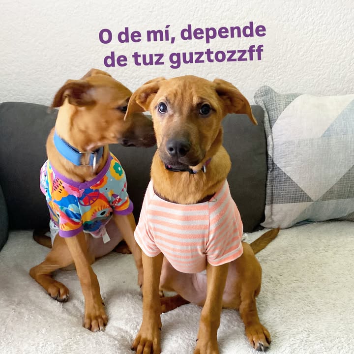Busqueda de Hogar de Paso para Perritos en Bogota 