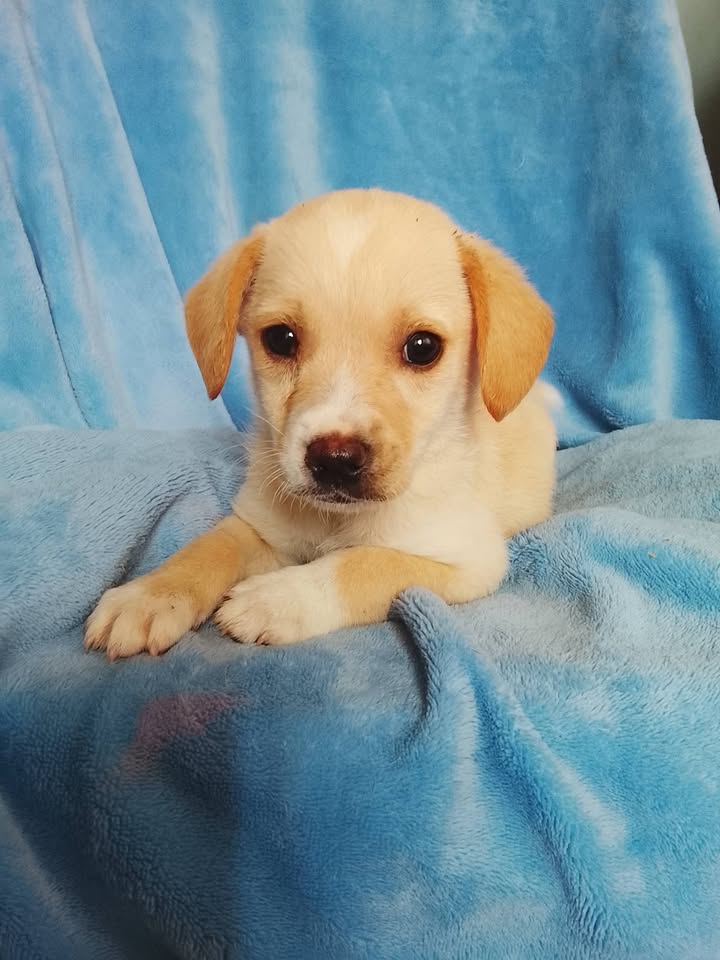 Se busca perro cachorro color miel y blanco en Neira, Caldas 