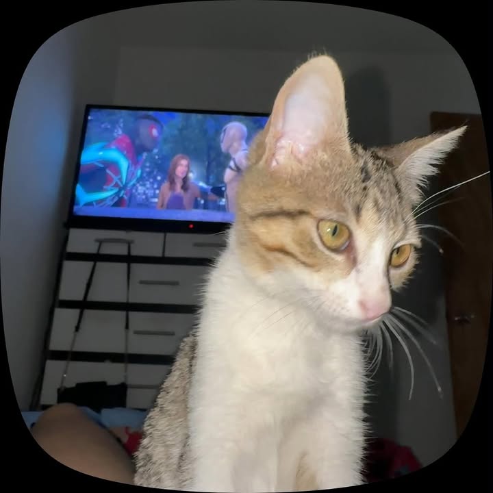 Adopción Gatita 4 meses en Pereira 