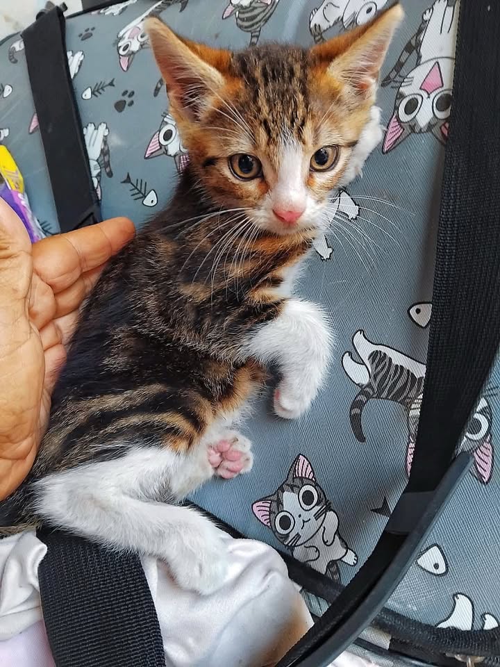 Gatitas en adopción responsable en Pereira 