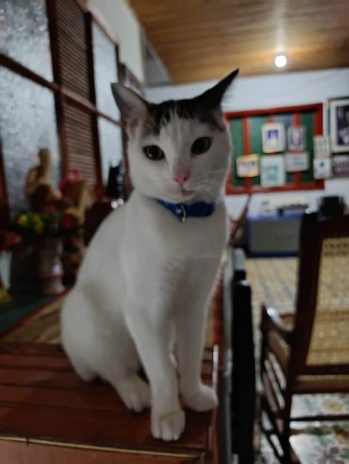 Gato blanco y cafe perdido en Sevilla Valle 