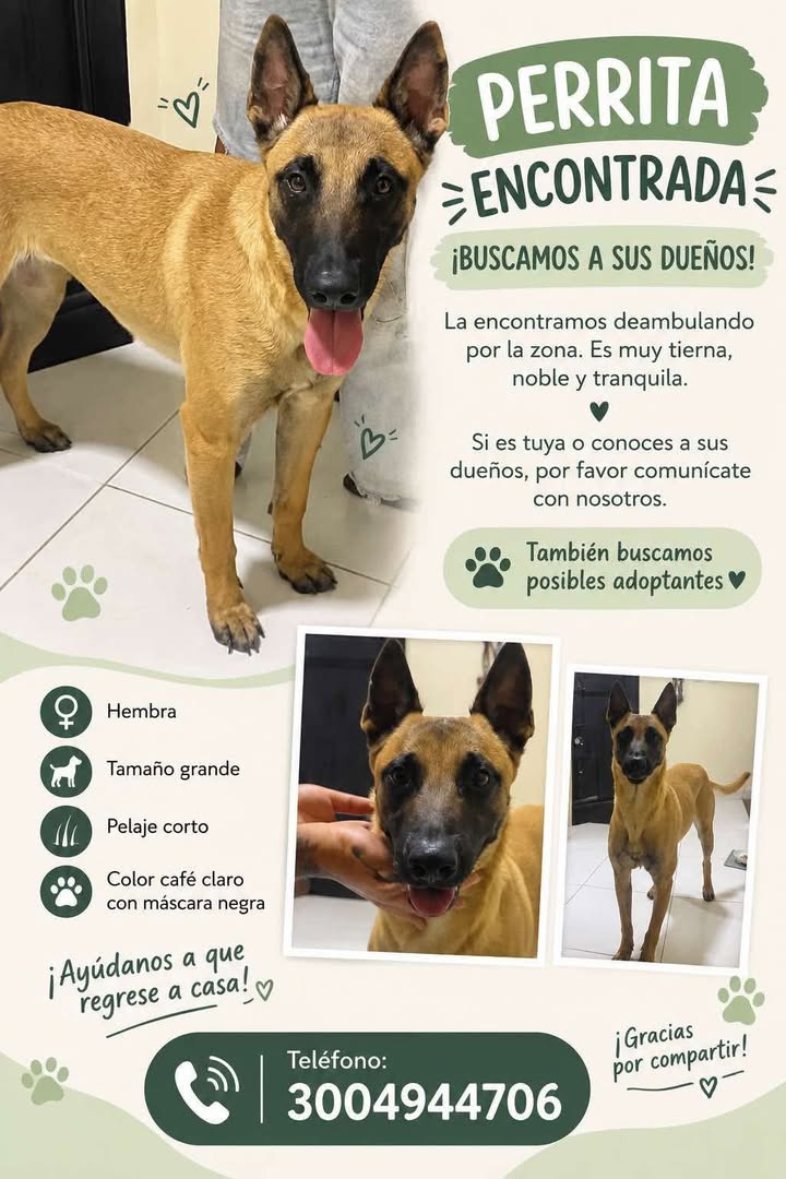 Perrita encontrada en Pereira, Risaralda 