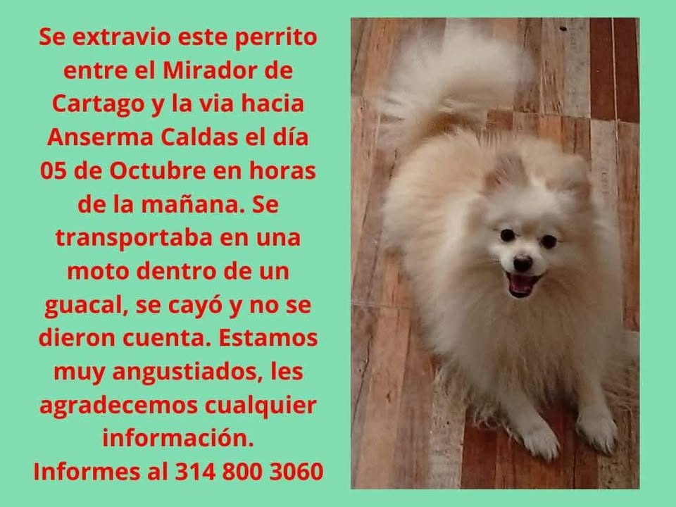 Perro perdido en Pereira, Risaralda 