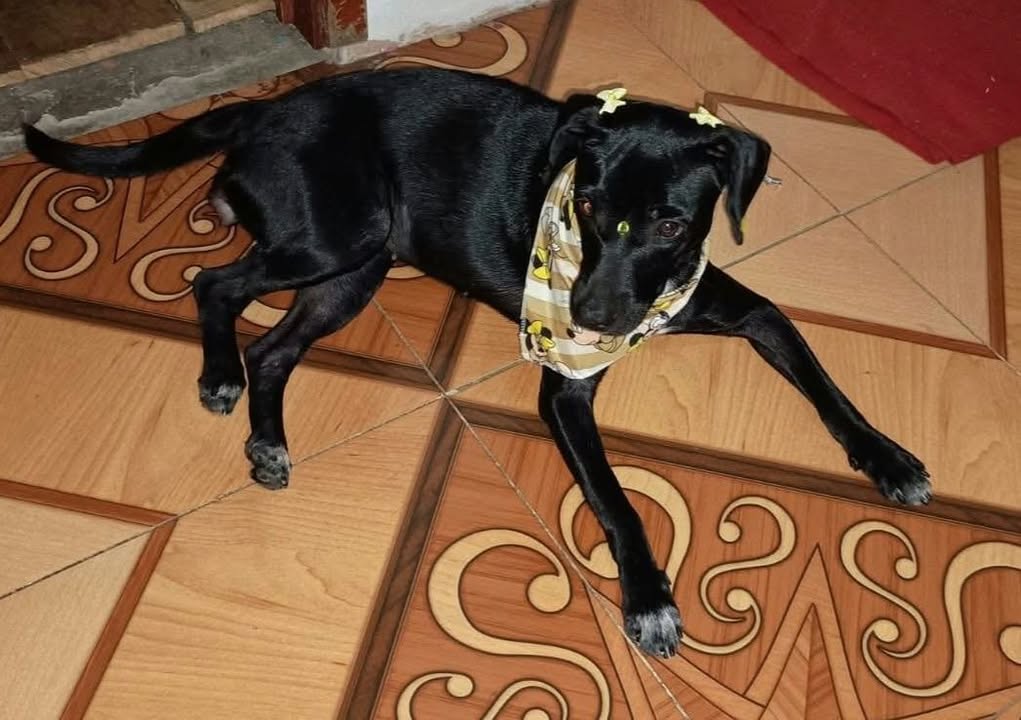 Perrita Busca Hogar Responsable y Amoroso 