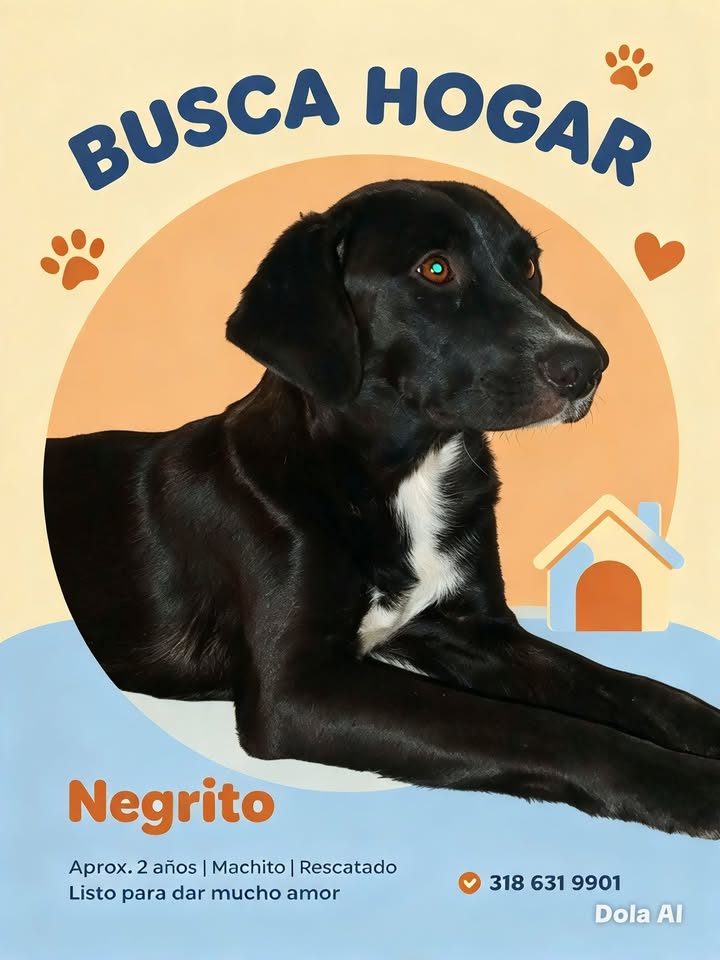 Perro Negrito busca hogar en Tuluá 