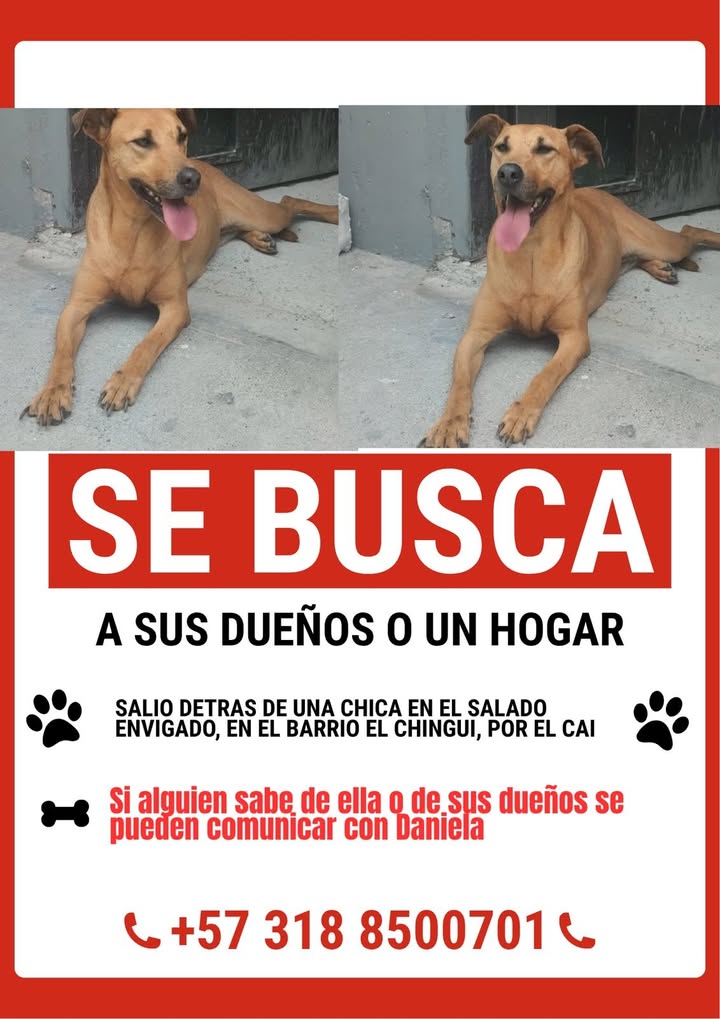 Perro perdido en Medellin, Antioquia 